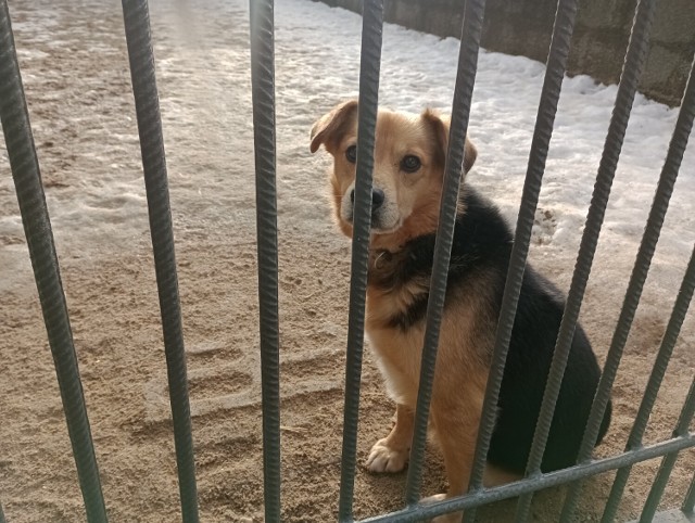 Szanse na adopcje psi seniorzy mają niewielką . Inaczej jest w przypadku szczeniaków