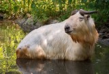 Wrocław. Nowy wybieg dla takinów i jeleni Alfreda w ogrodzie zoologicznym. Zobacz zdjęcia!