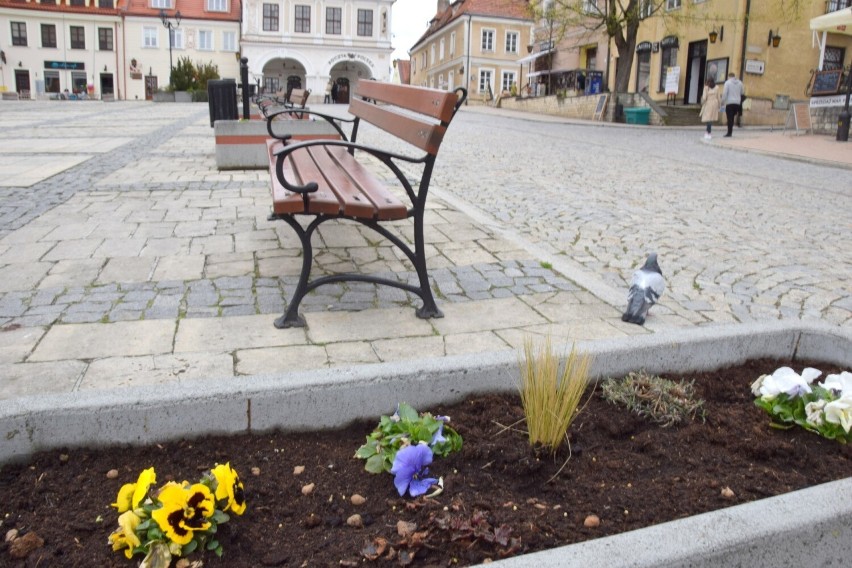 Piękna wiosna w Sandomierzu. Wkoło widać kwitnące kwiaty i drzewa - zobacz zdjęcia