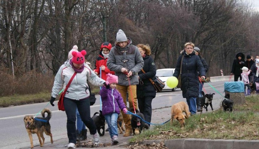 Parada kundelków w Chorzowie: Poszli na spacer z...