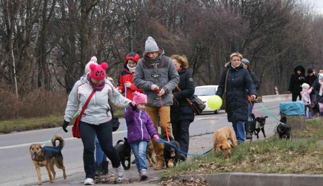 Parada kundelków w Chorzowie: Poszli na spacer z podopiecznymi chorzowskiego schroniska