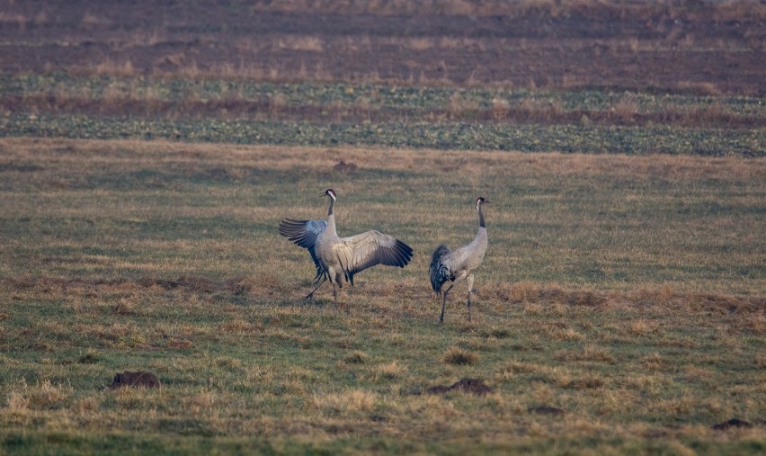 Fauna w obiektywie Wiesława Kuca z Radomska, laureata...