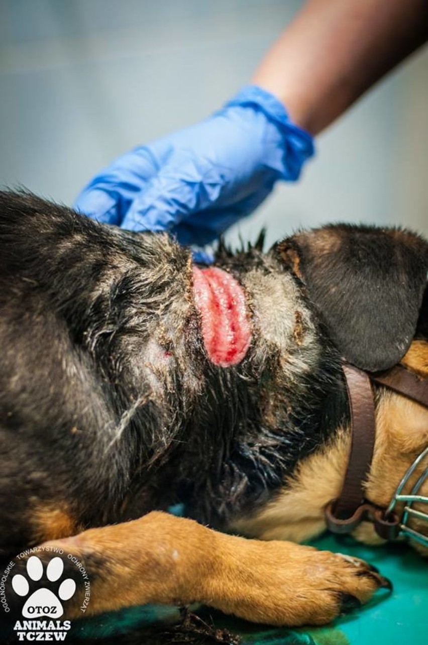 Gmina Tczew: „animalsi” uratowali psa z wrośniętym w szyję sznurem [ZDJĘCIA]