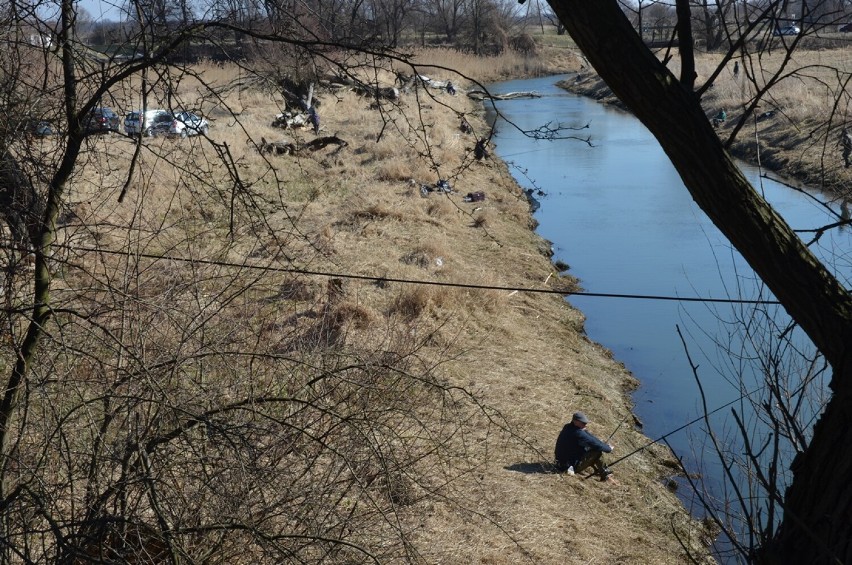 Głogów: Nad rzeką Czarna koło Widziszowa zaroiło  się od wędkarzy