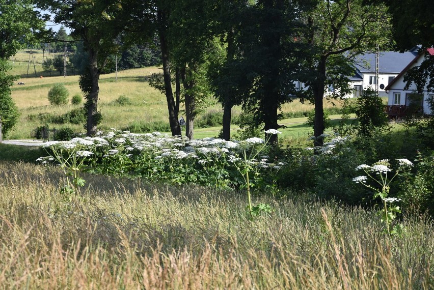 Barszcz Sosnowskiego rośnie przy drodze niedaleko Wałbrzycha