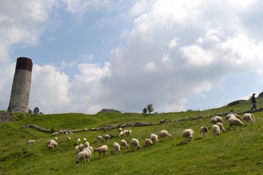 Pod olsztyńskim Zamkiem pasą się owce. To  możliwe dzięki programowi LIFE+ [ZDJĘCIA]