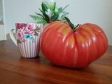 Rekordowy pomidor z Zelowa. Zobaczcie zdjęcia giganta wyhodowanego przez naszego Czytelnika!