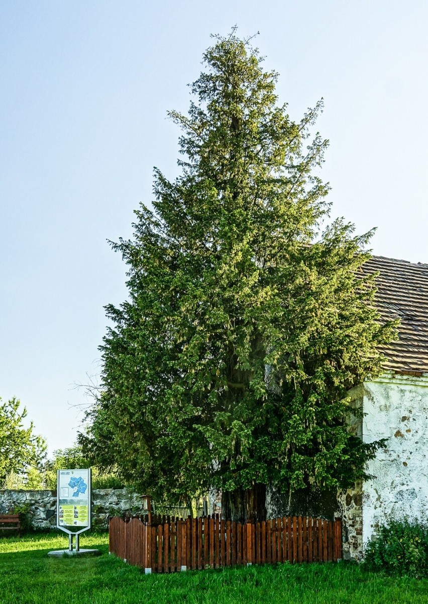 Często można usłyszeć, że najstarszym drzewem w Polsce jest...