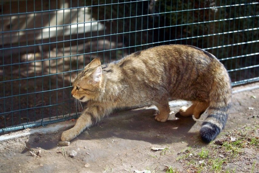 Żbik we wrocławskim zoo szlachetniejszy od dachowca (ZDJĘCIA)