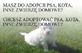 Masz do adopcji psa,kota lub inne zwierzę domowe?Chcesz adoptować psa,kota lub inne zwierzę domowe?