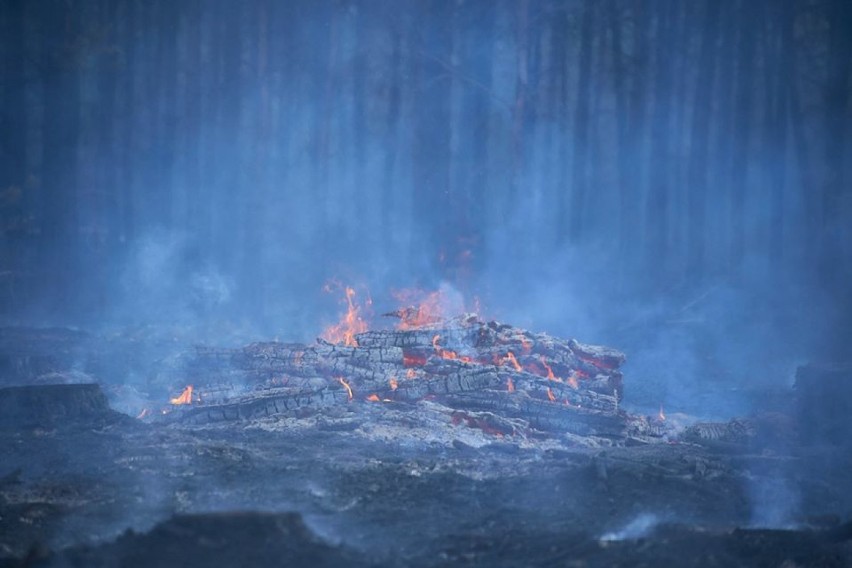 Nagrody po 5000 złotych zniechęcą podpalaczy? Płoną lasy w rejonie Miedzichowa oraz Puszcza Notecka
