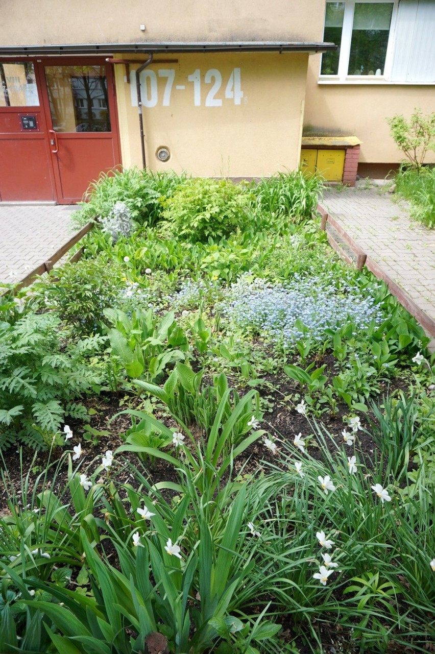 Zaskakujące ogródki przy lubelskich blokach. Zobacz i pokaż nam swoje