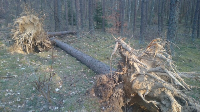 Lasy nadal pełne powalonych drzew