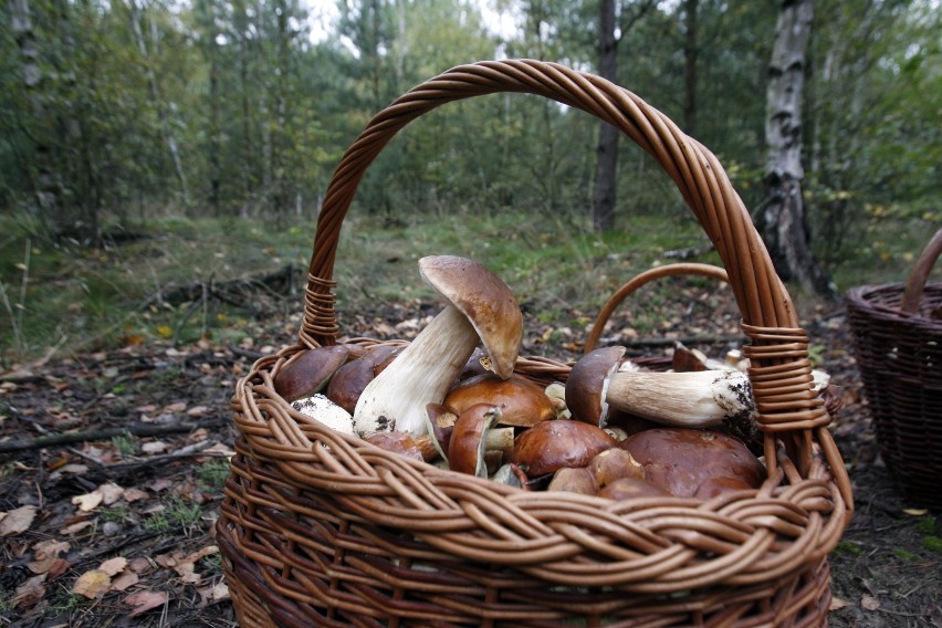 Tutaj, wedle Waszych relacji, nie brakuje opieńków. Minusem...