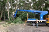 Trwa wycinka drzew na osiedlu Zamenhofa w Lesznie. Powodem są parkingi. Część mieszkańców jest niezadowolona ZDJĘCIA I FILM