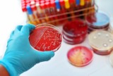 Ognisko superbakterii New Delhi znów w Polsce! Odporne na antybiotyki bakterie Klebsiella pneumoniae powodują m.in. zapalenie płuc i sepsę