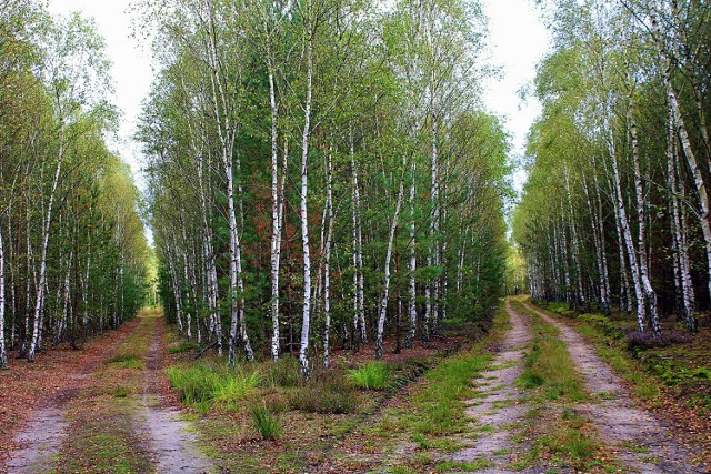 Tragedia na leśnym dukcie w gminie Goszczanów