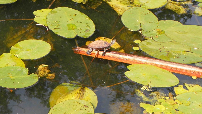 Żółw wodno-lądowy pojawił się w rzece Tudze