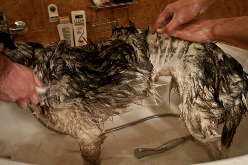 Zagłodzone psy w raciborskim schronisku. Sprawę odkryło wrocławskie TOZ (ZDJĘCIA)