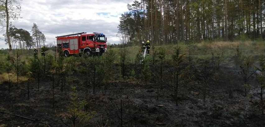 Pożar młodnika przy drodze Byszki - Dziembówko