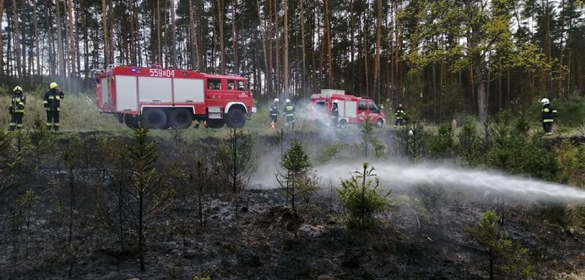 Pożar młodnika przy drodze Byszki - Dziembówko