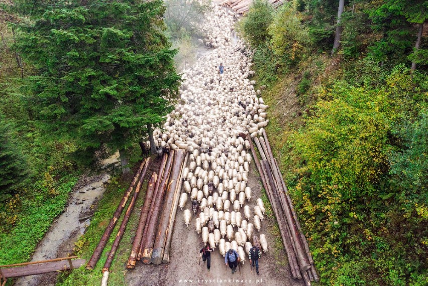 Przez 5 dni wędrowali z owcami przez góry