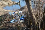 Tony śmieci nad rzeką Pilicą pod Tomaszowem. Widoki zalegających śmieci przerażają [zdjęcia]