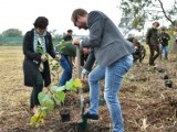 100 tysięcy nowych drzew dla Warszawy. Miasto rozpoczęło jesienne nasadzenia w lasach 