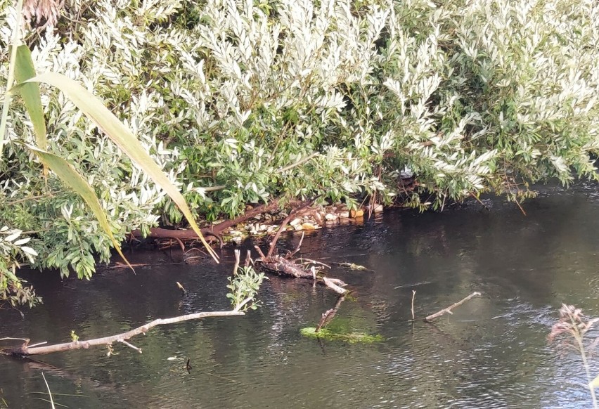 Rzeka Wieprza - zanieczyszczona - odpadami budowlanymi