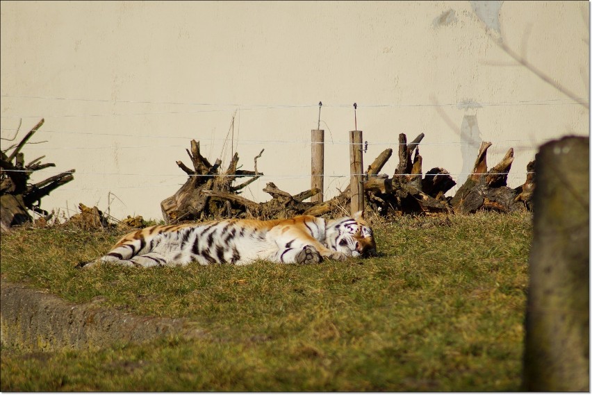 Przedwiośnie w łódzkim zoo [ZDJĘCIA]