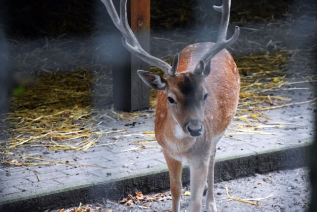 Minizoo w Zielonej Górze cieszy się szczególnie dużą popularnością wśród najmłodszych mieszkańców