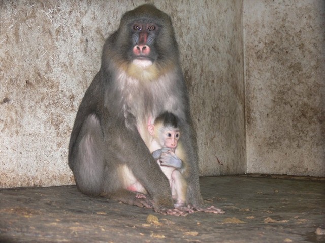 Zoo Safari w Borysewie. Sezon urodzin w pełni