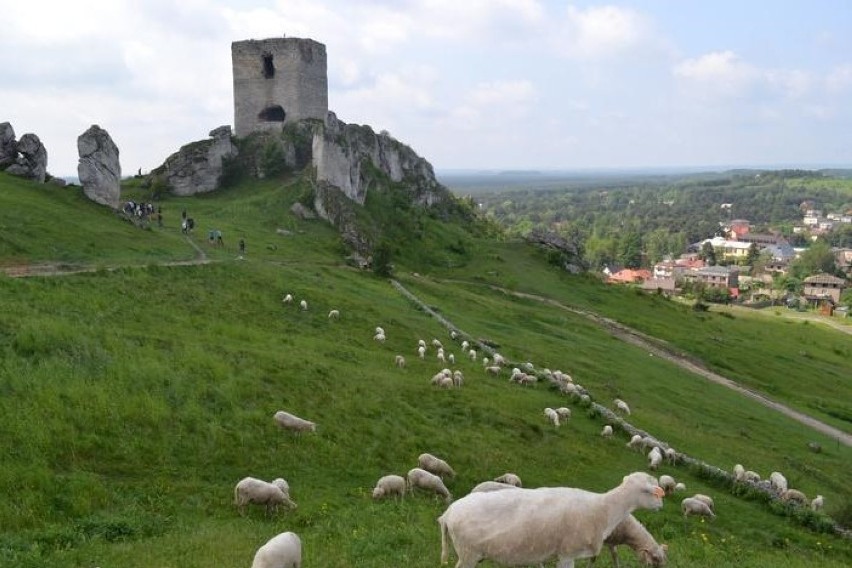 Owce na  zamku  w Olsztynie ZDJĘCIA