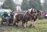 Trzynaste Zawody Furmanów w Węgierskiej Górce. Rywalizacja twardych ludzi i silnych koni. Zobaczcie ZDJĘCIA