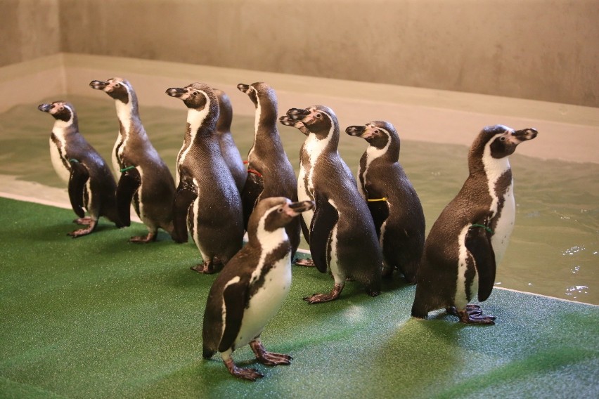 Nowi mieszkańcy Śląskiego Ogrodu Zoologicznego. To pingwiny...