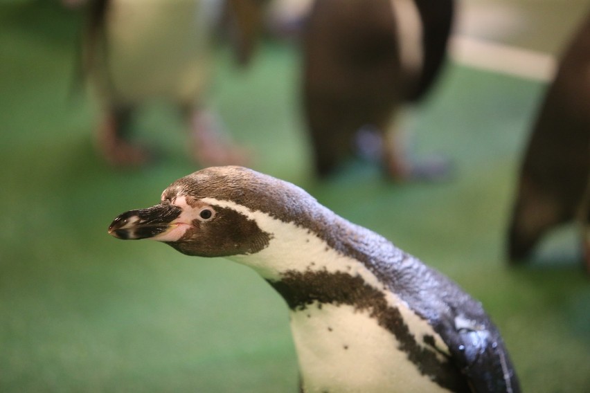 Nowi mieszkańcy Śląskiego Ogrodu Zoologicznego. To pingwiny...