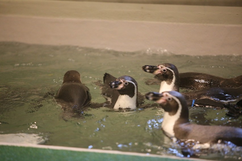 Nowi mieszkańcy Śląskiego Ogrodu Zoologicznego. To pingwiny...