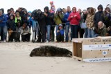 Młode foki wypuszczone na wolność w Czołpinie - FOTO