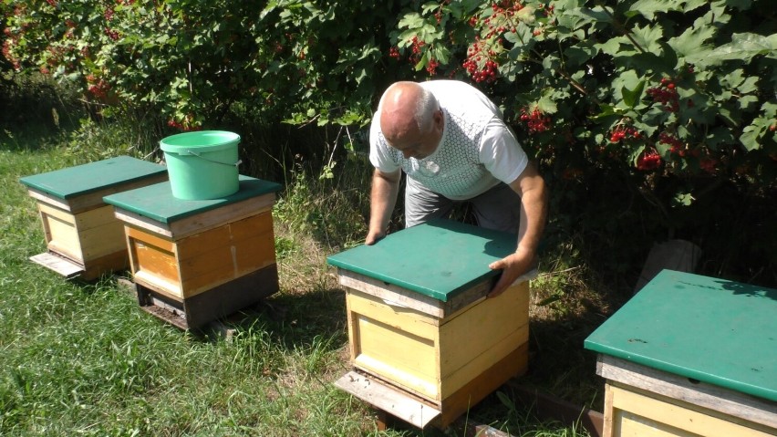 Pszczelarze mają ogromne zapasy miodu, nawet po kilka ton z...