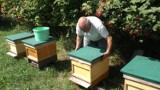 W pasiekach w Dolinie Baryczy pszczelarze mają nawet kilka ton zapasów miodu. Jakie będą ceny w tym roku i co grozi pszczołom? ZDJĘCIA, FILM