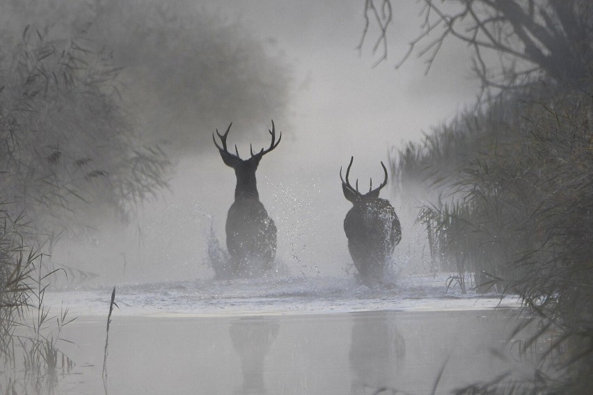 Po chwili "walk" jelenie powędrowały w stronę rzeki. Do wody...
