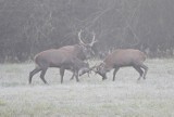Wyjątkowe widoki w Lubuskiem! Łukasz Szczewczyk spotkał jelenie w mglisty, mroźny poranek. Te zdjęcia zapierają dech!