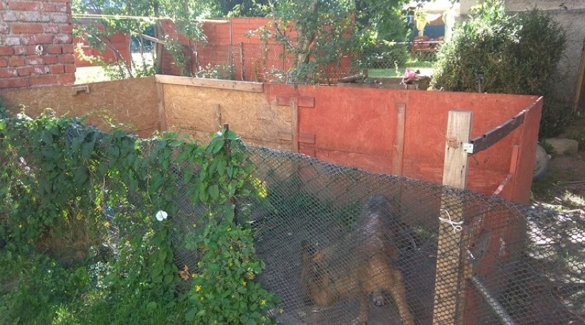 Jelenia Góra: Straż miejska odebrała skrajnie zaniedbanego psa właścicielowi! [ZDJĘCIA]