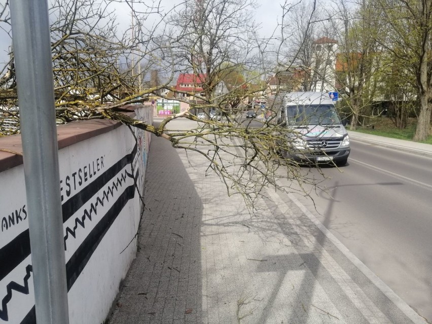 Konar przegrodził chodnik w centrum Goleniowa. Usuną dopiero jutro