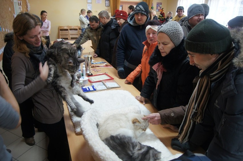 Wystawa kotów rasowych w Kutnie