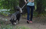 Prokuratura zajęła się „psią uchwałą” Urzędu Miasta Włocławek