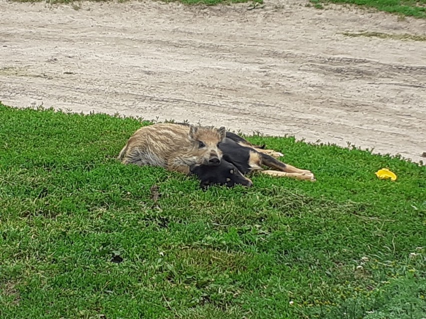 Dzik zwany Dzikiem, który wraz ze swoim przyjacielem psem...