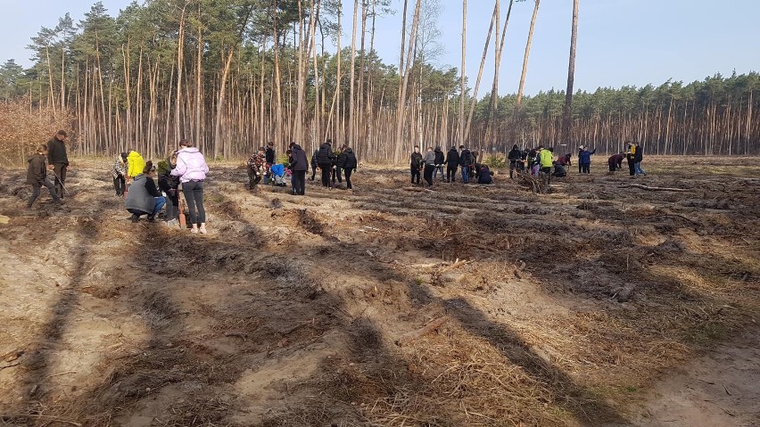 Wieluńska młodzież posadziła hektar sosnowego lasu FOTO