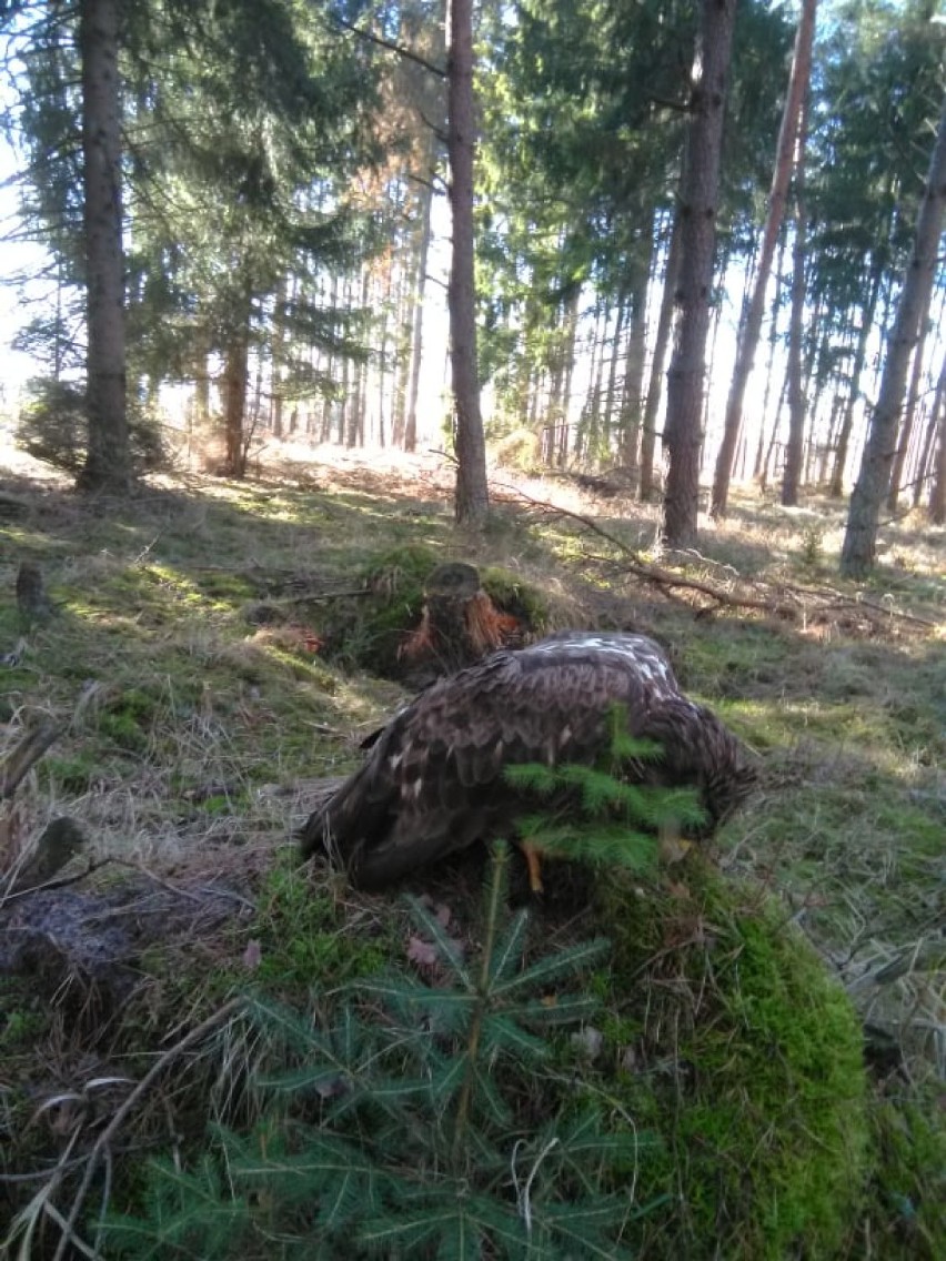 Bliskie spotkanie z orłem bielikiem w lesie koło Szczecinka [zdjęcia]