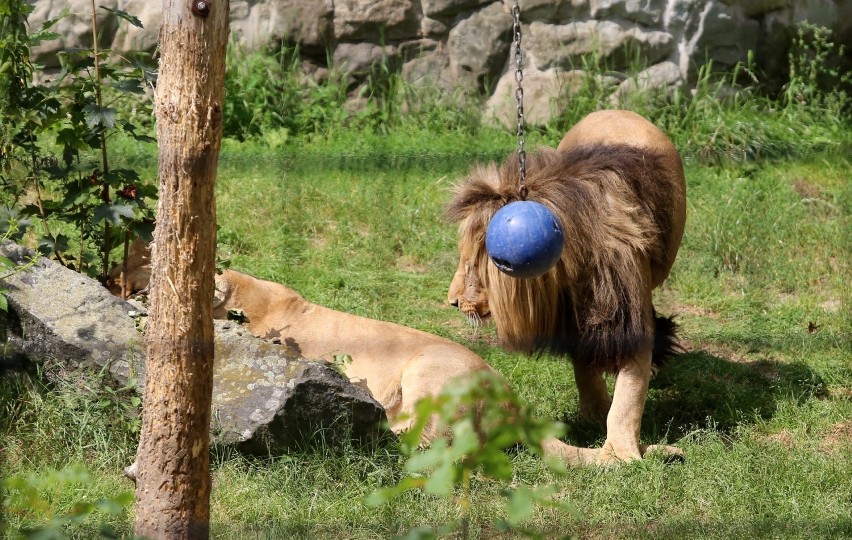 Bolek trafił do śląskiego zoo w 2016 rok. Miał wtedy...